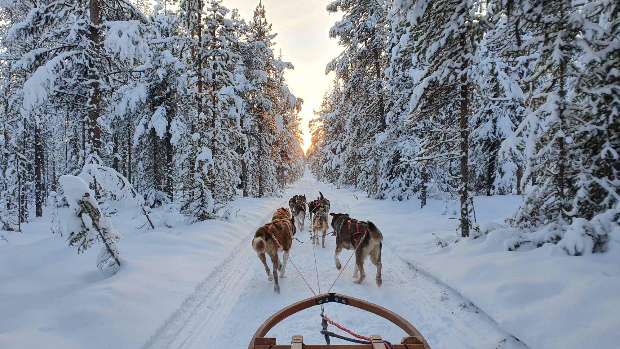 Une expérience hivernale unique en Laponie suédoise