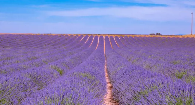 Le cœur de la Provence
