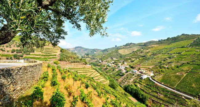 Les plus belles régions viticoles du Portugal