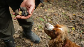 truffels hond