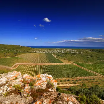 Circuit des vins en Occitanie et en Catalogne