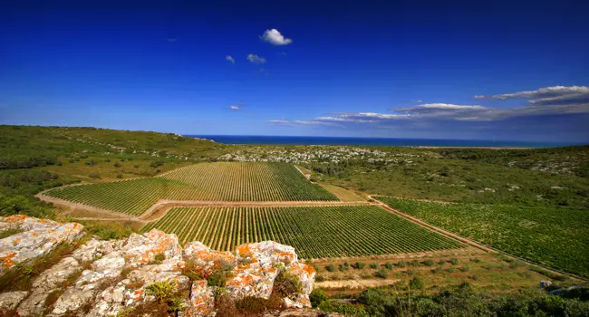 Circuit des vins en Occitanie et en Catalogne