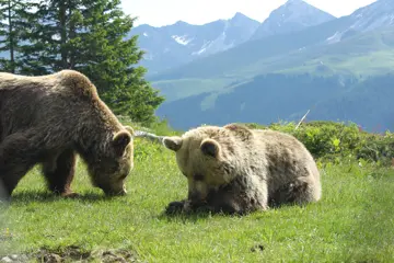 berenreservaat zwitserland