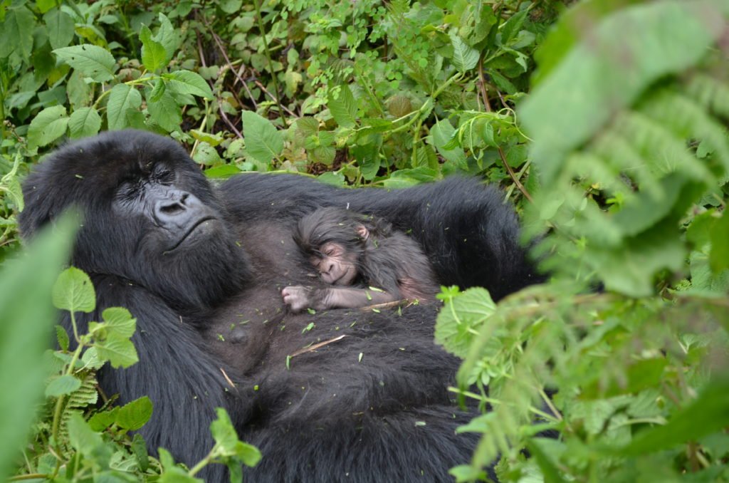 gorilla mother