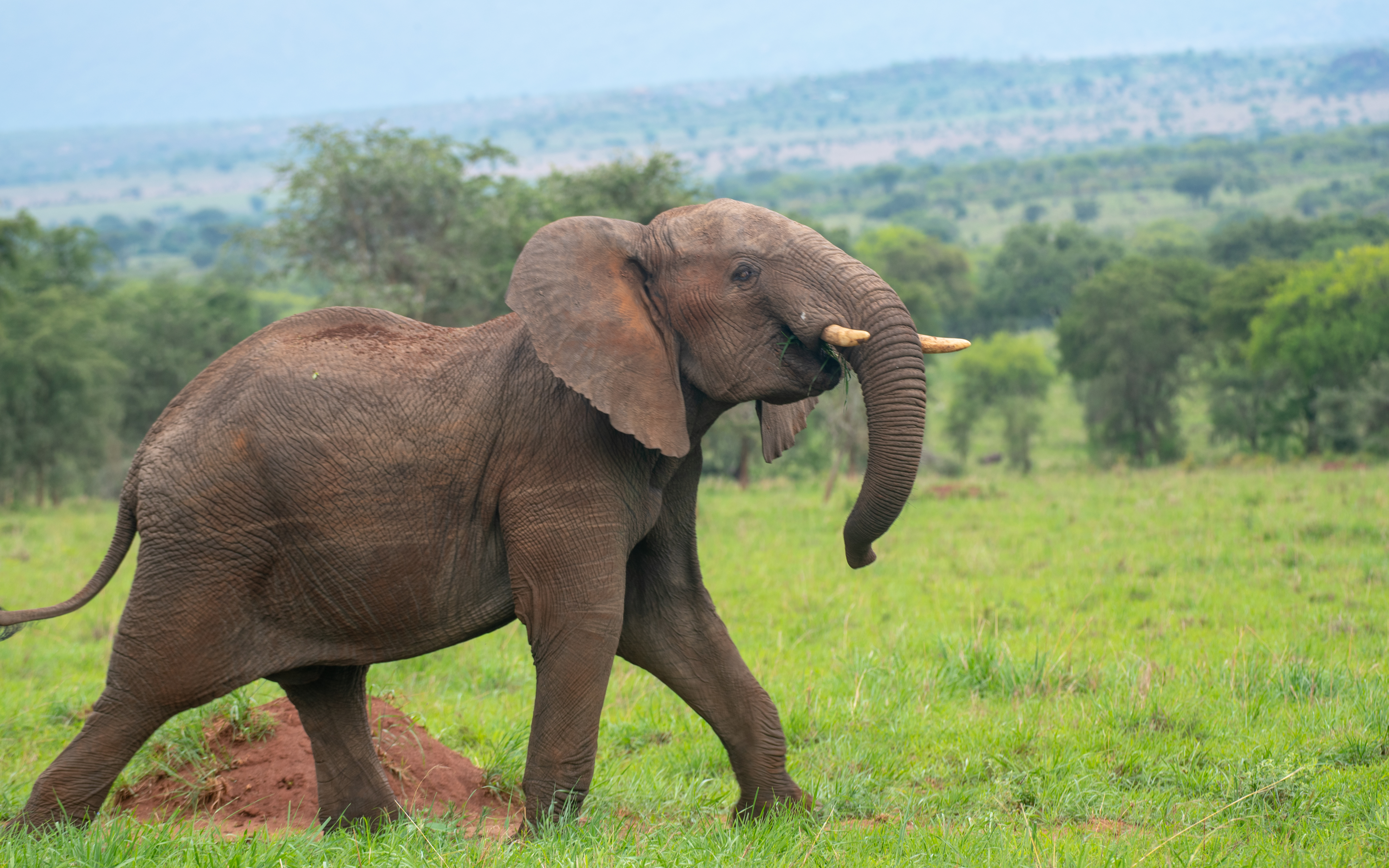 ttp23kidepo 55
