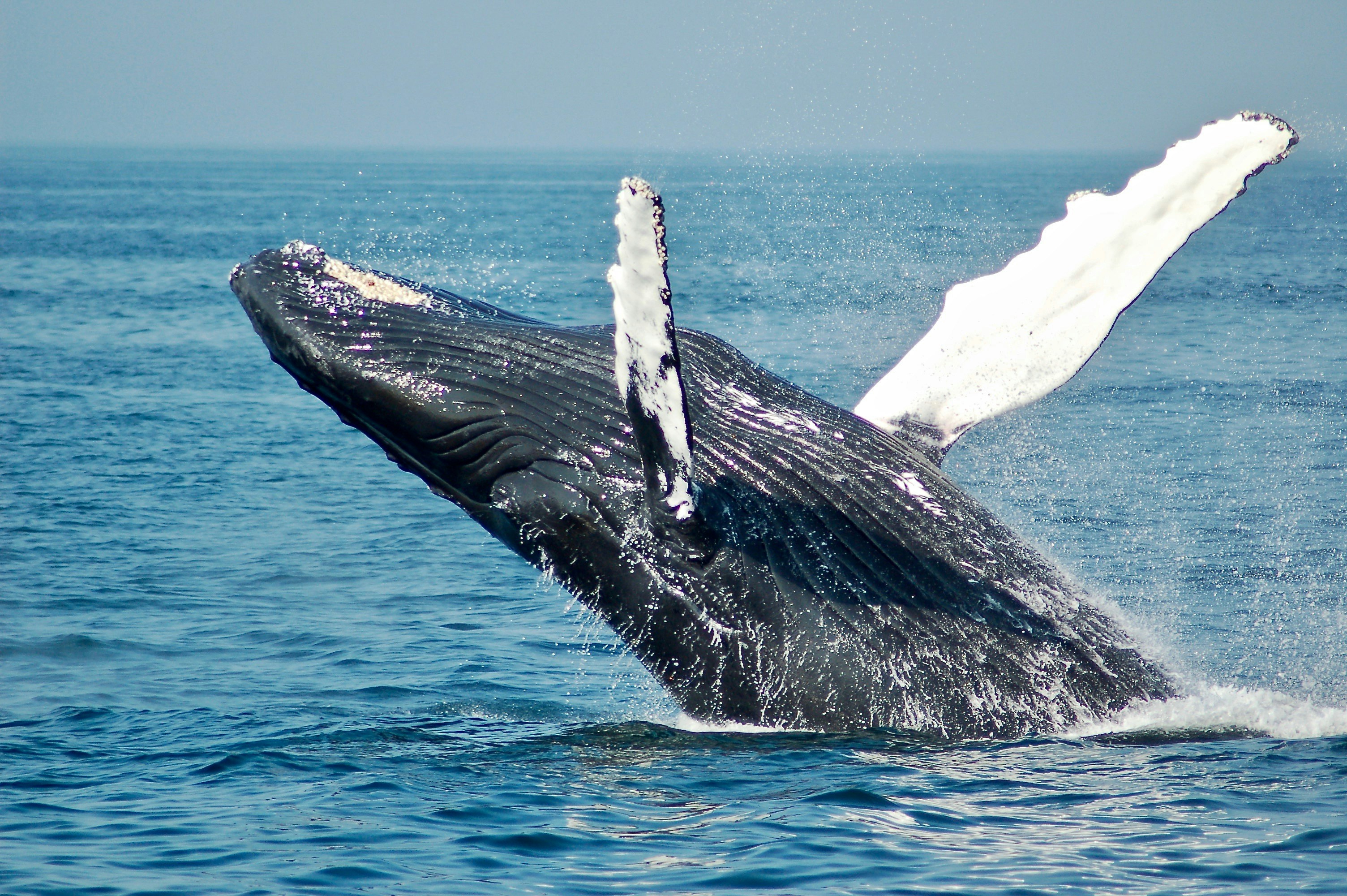 todd cravens lwacyk8scma unsplash
