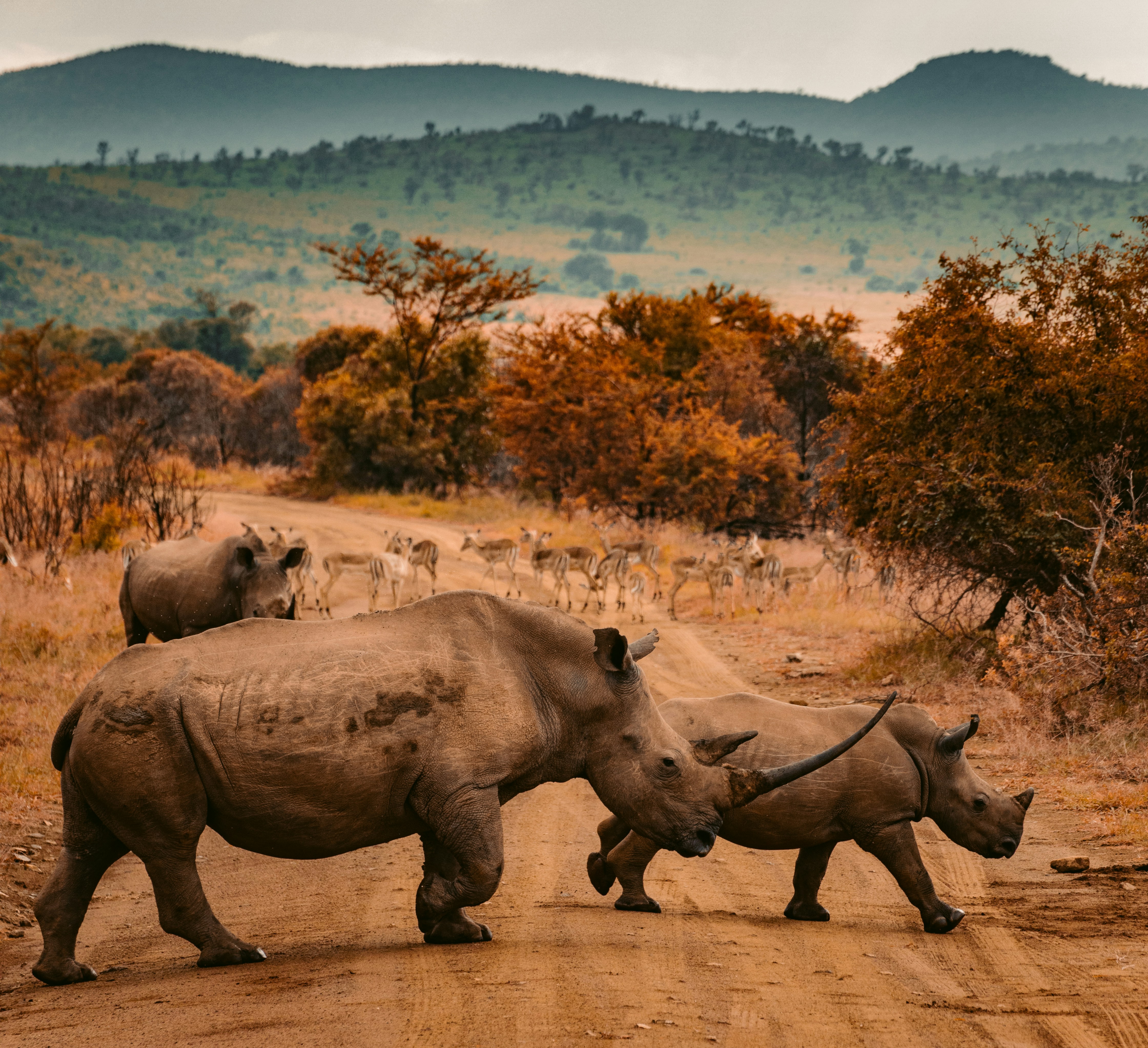 neushoorn zuid afrika
