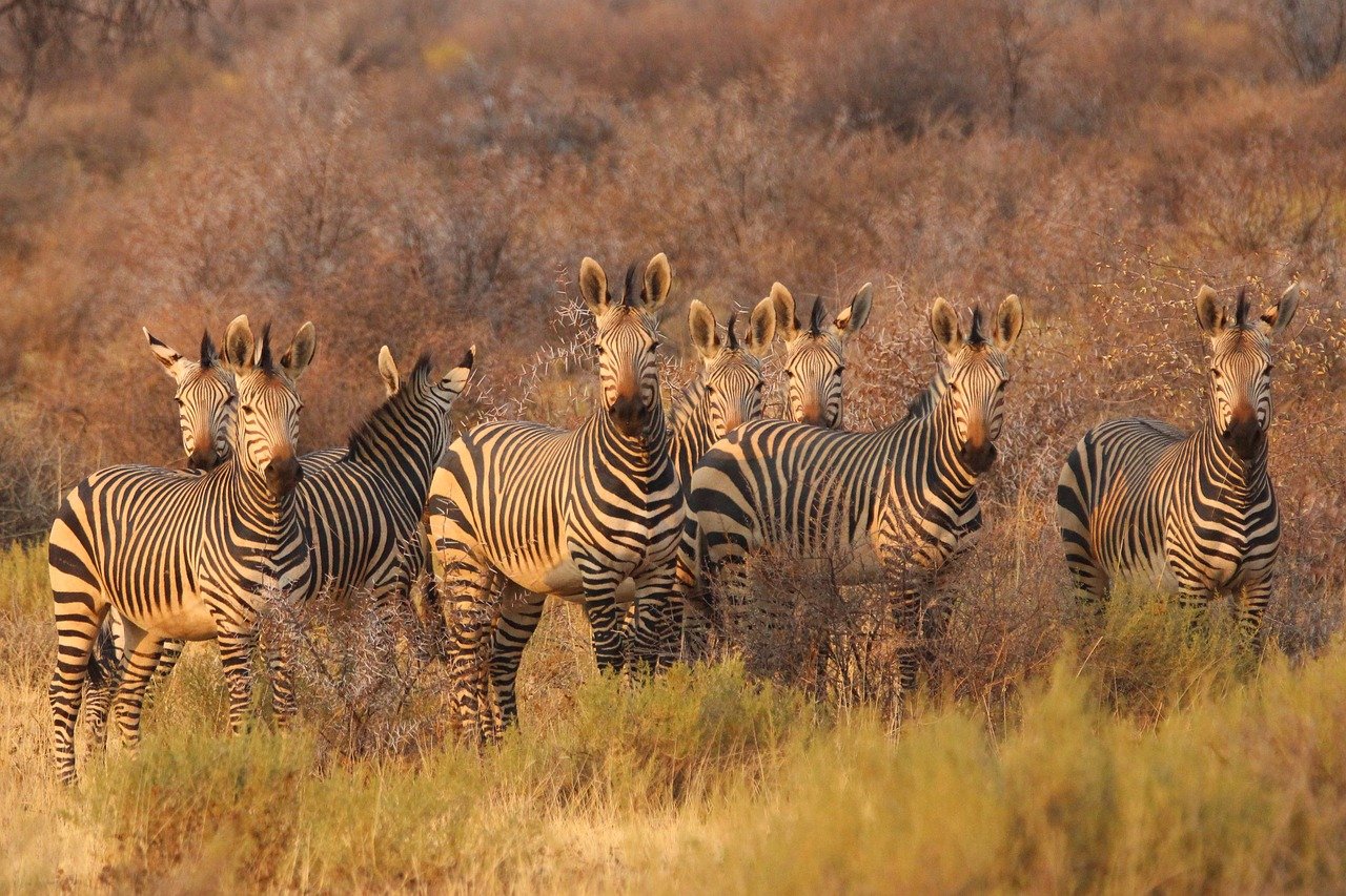 zebras 8054175 1280