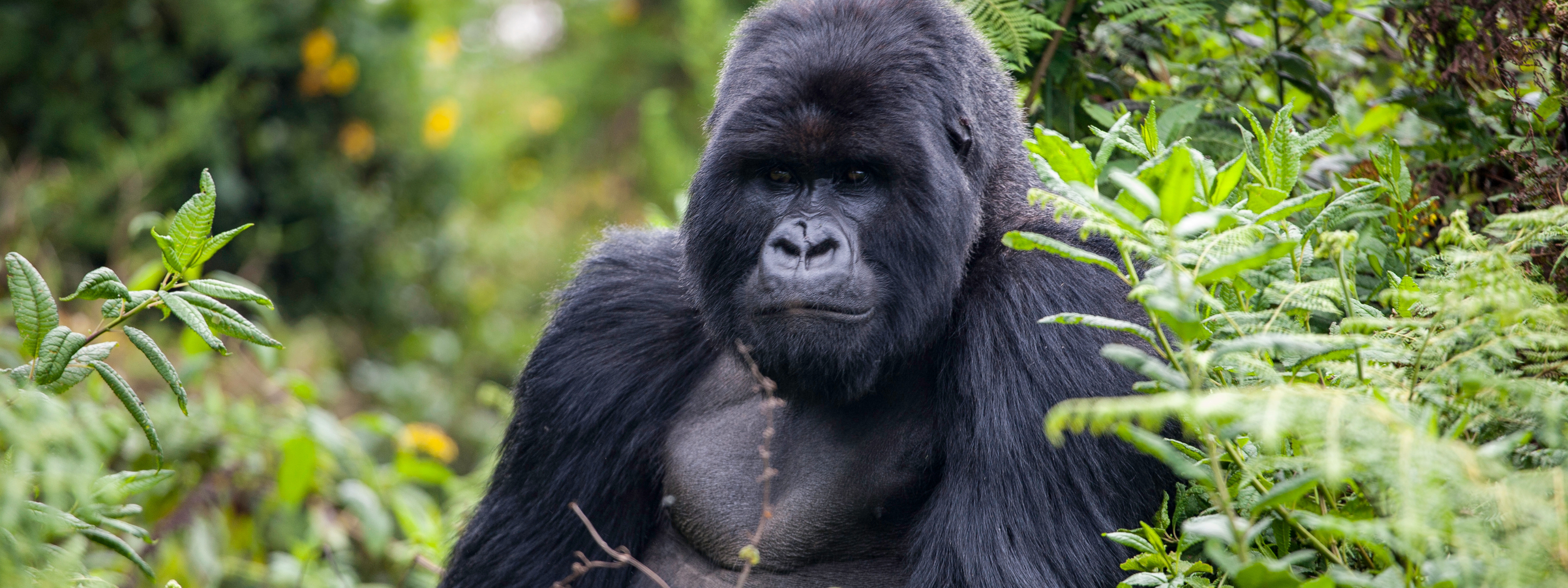 gorilla rwanda 1