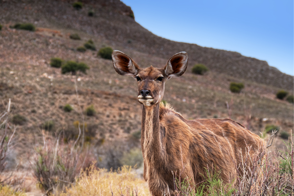 sanbona