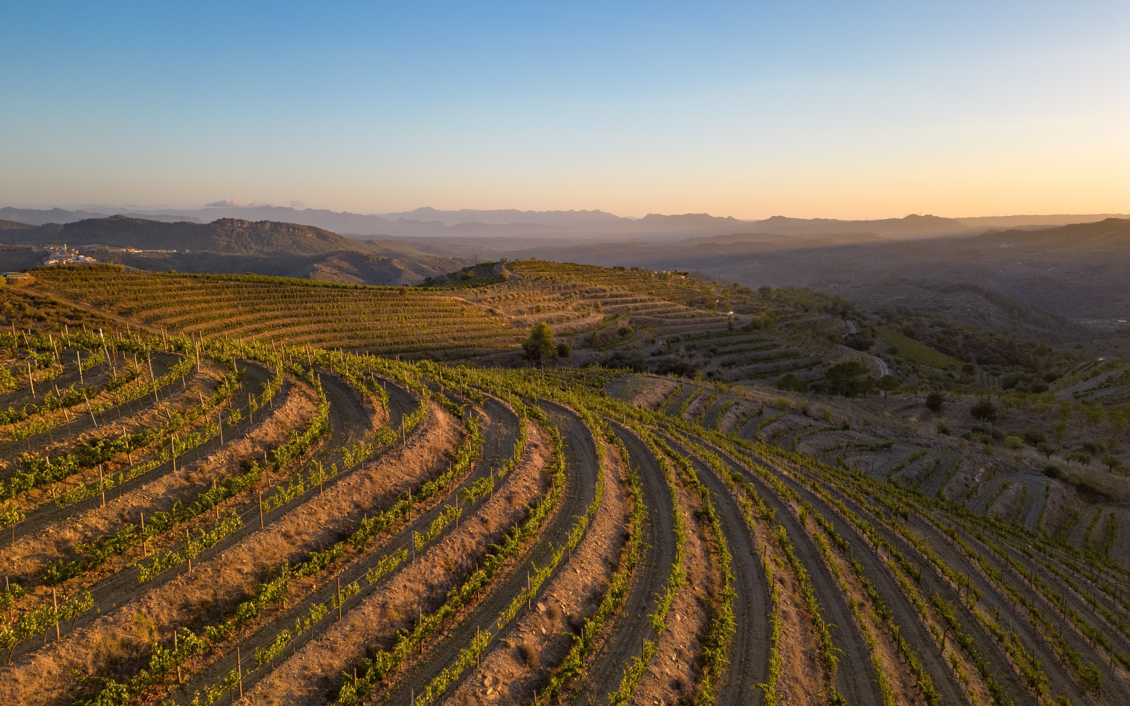 steep vineyards in the priorat region catalonia spain