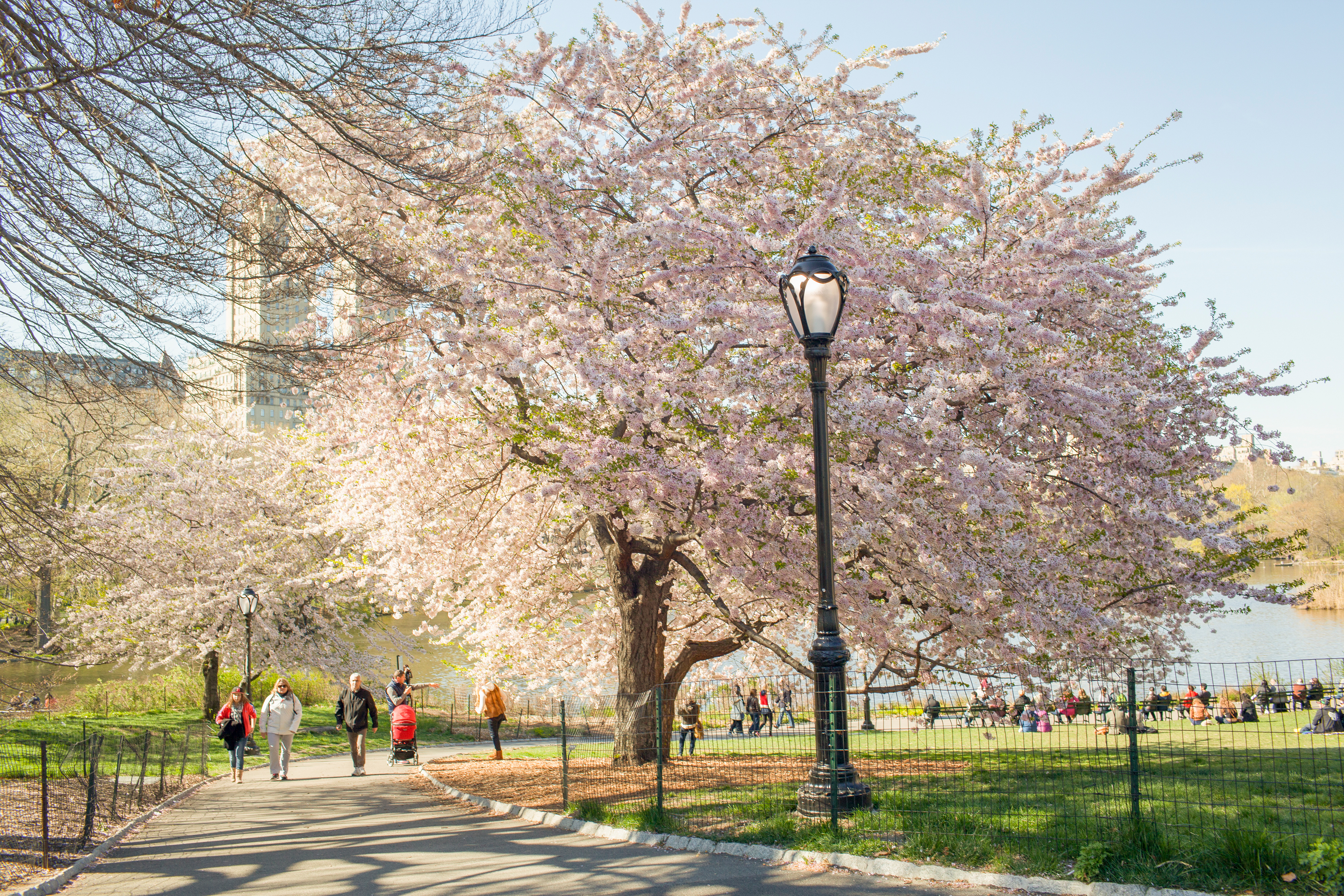 central park