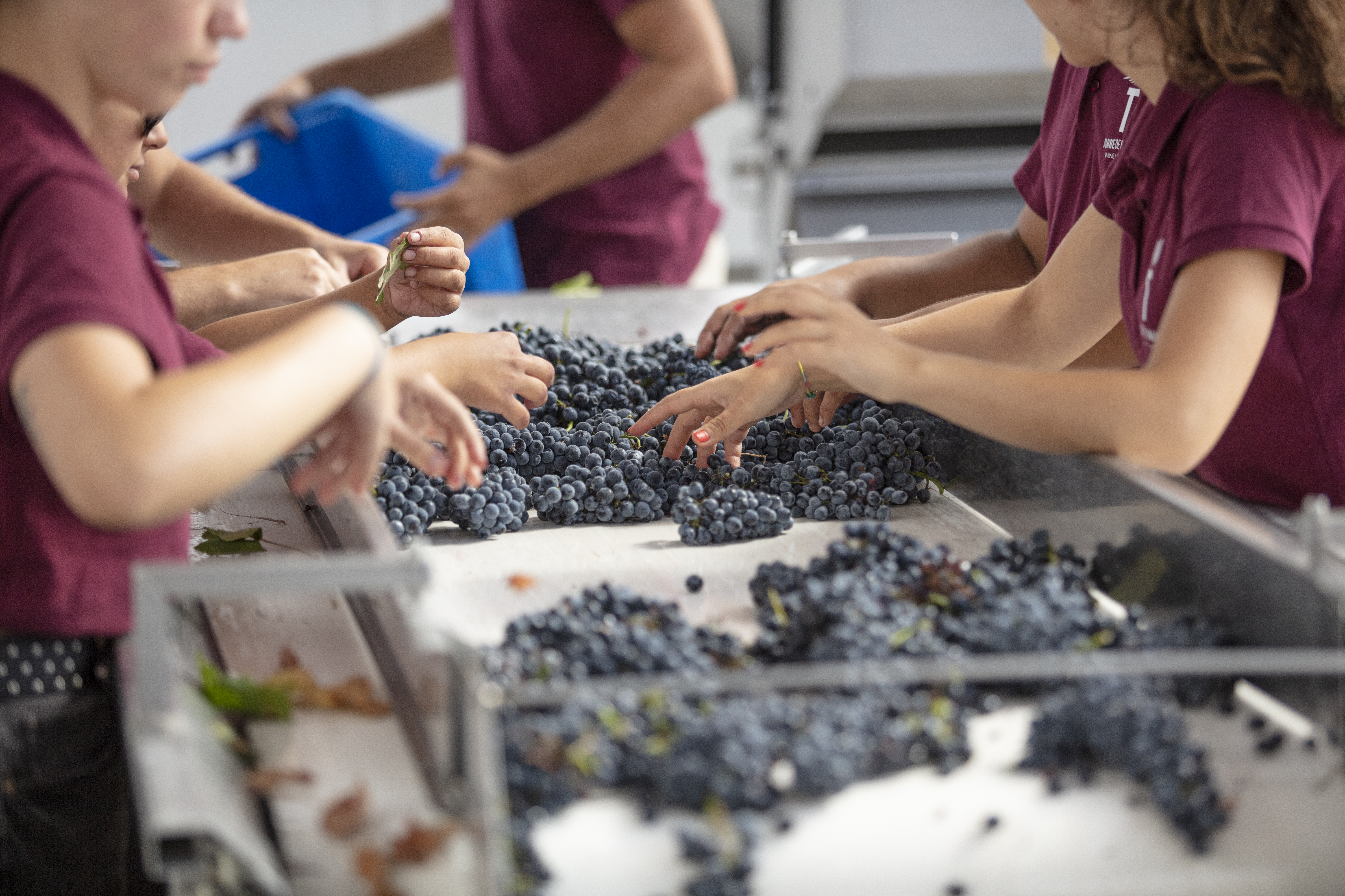 torre de palma alentejo 11