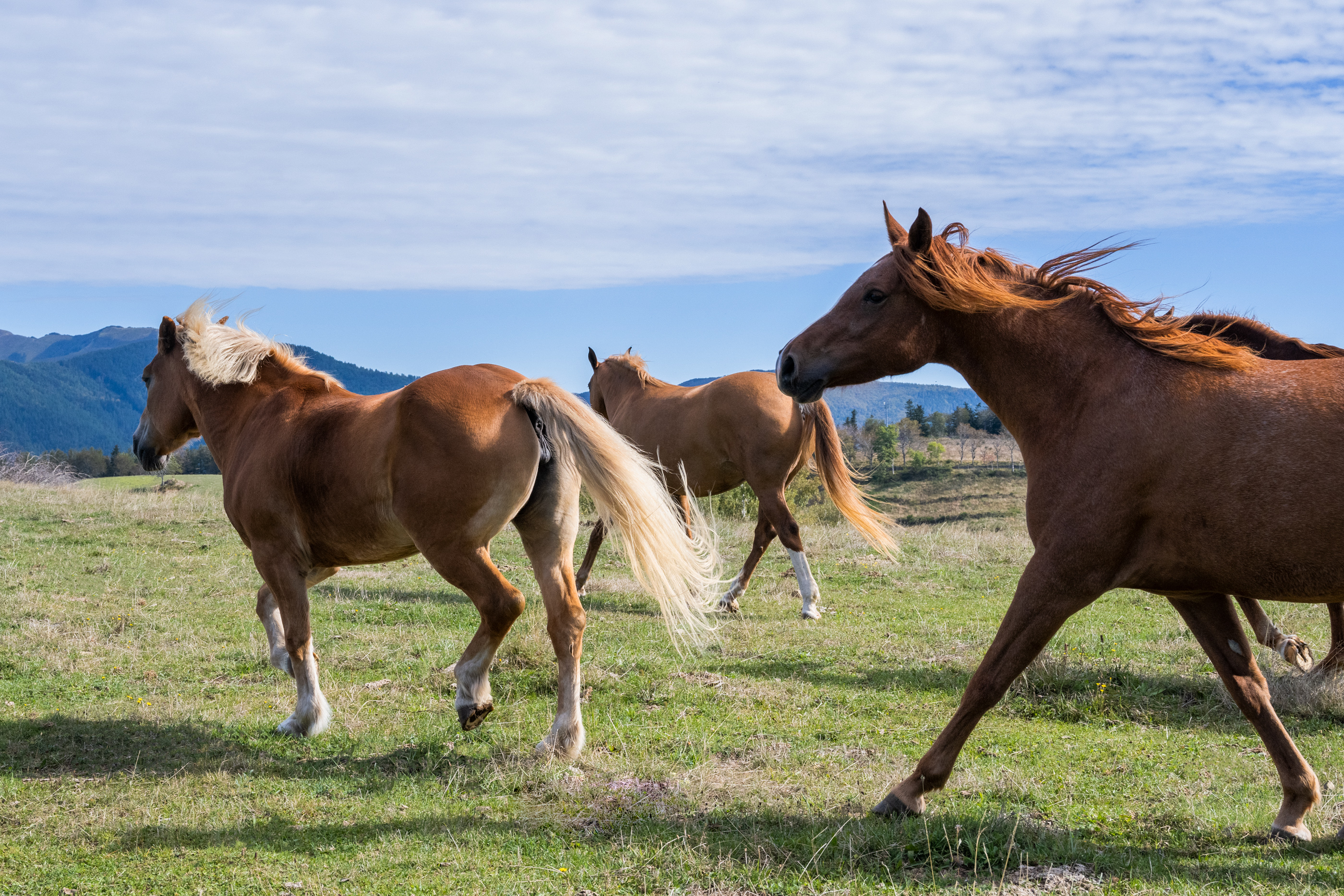 copia di 047 oasylefelci  valentinasommariva  dsc1087