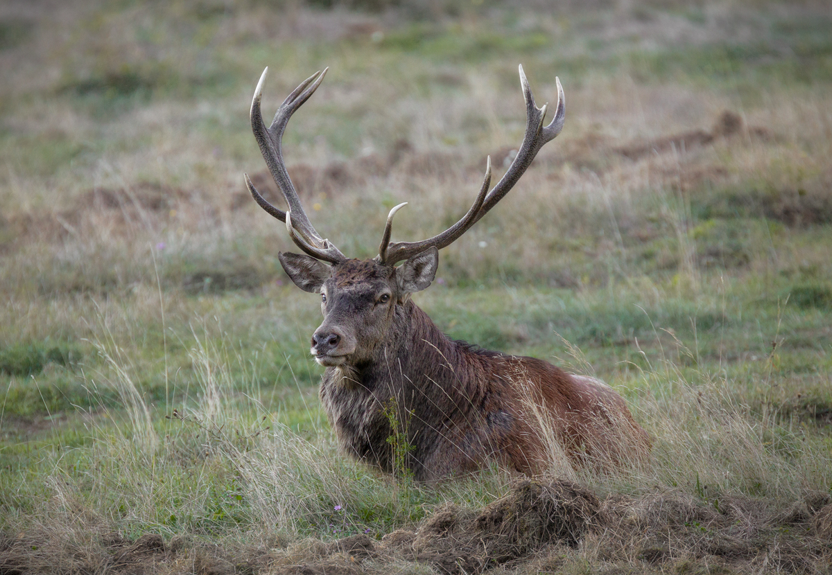 oasi dynamo oasyhotel bq0h7590 copia