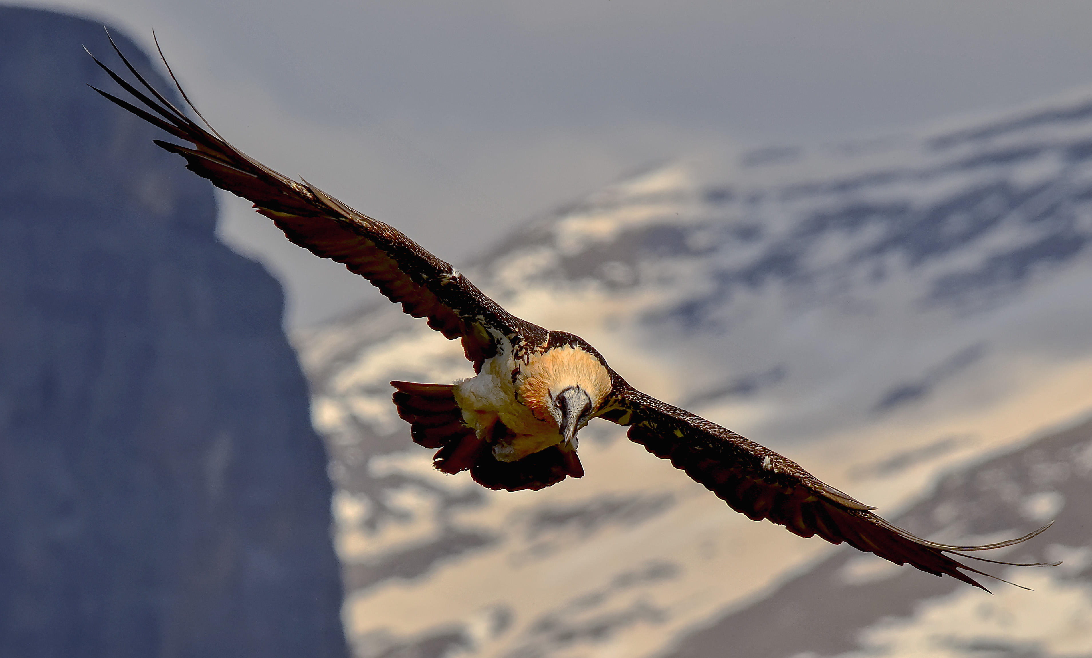 quebrantahuesos fondo nieve
