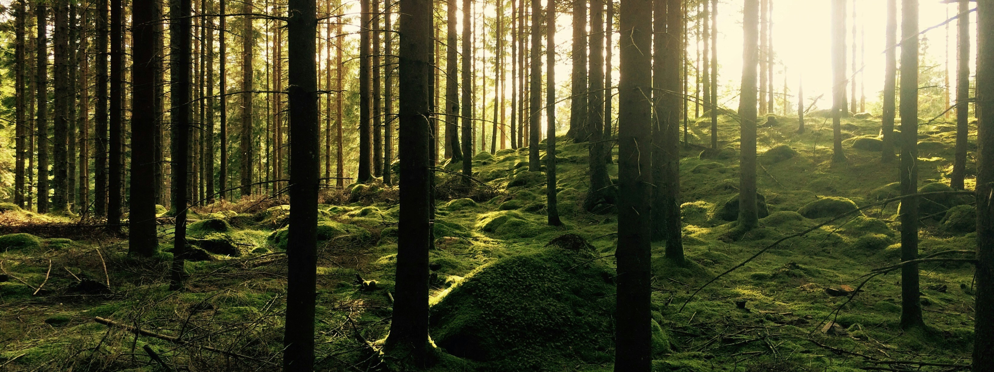 rondreis zuid zweden 14 dagen malmo