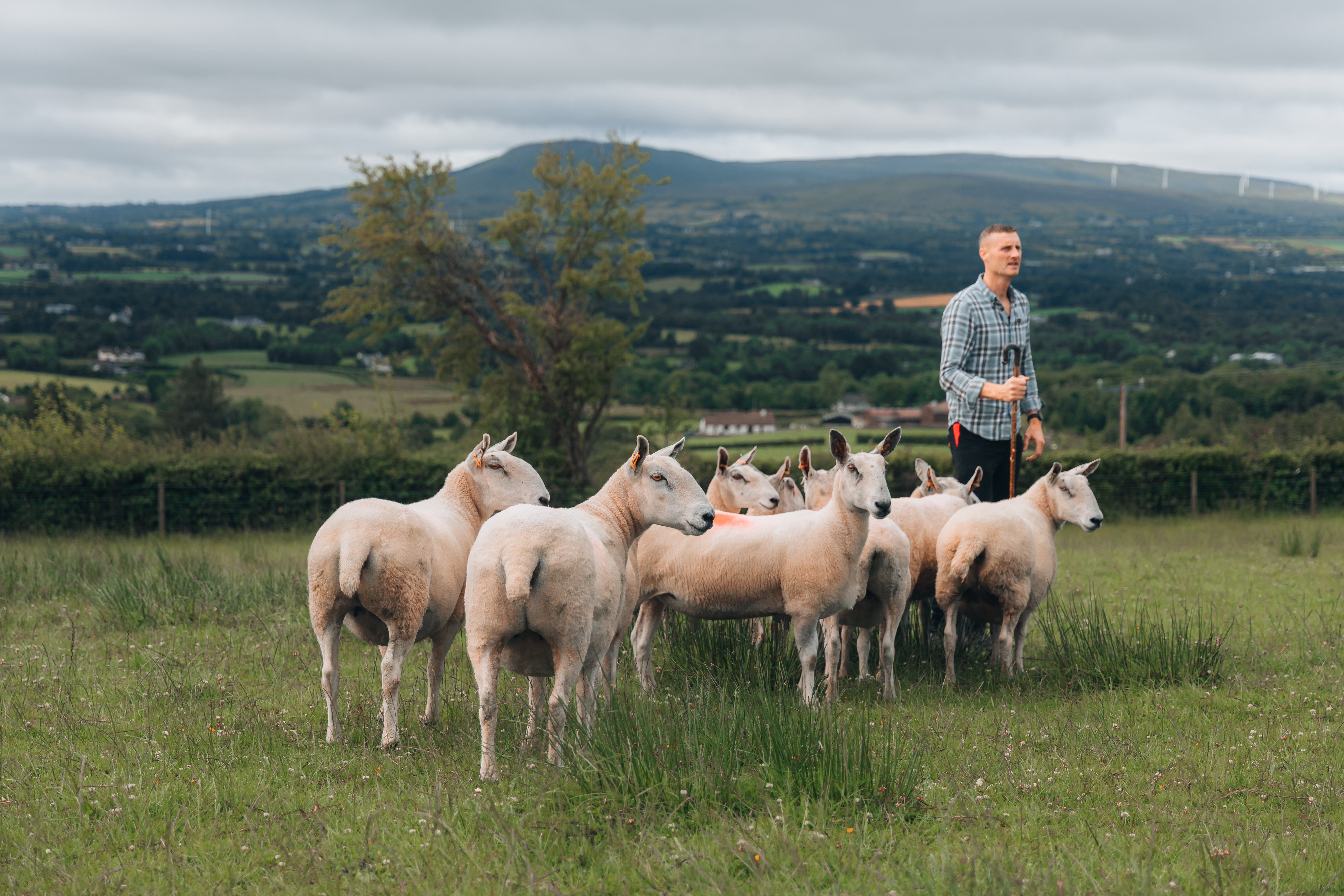 sheep dog experience in derry~londonderry jpg ti72y15