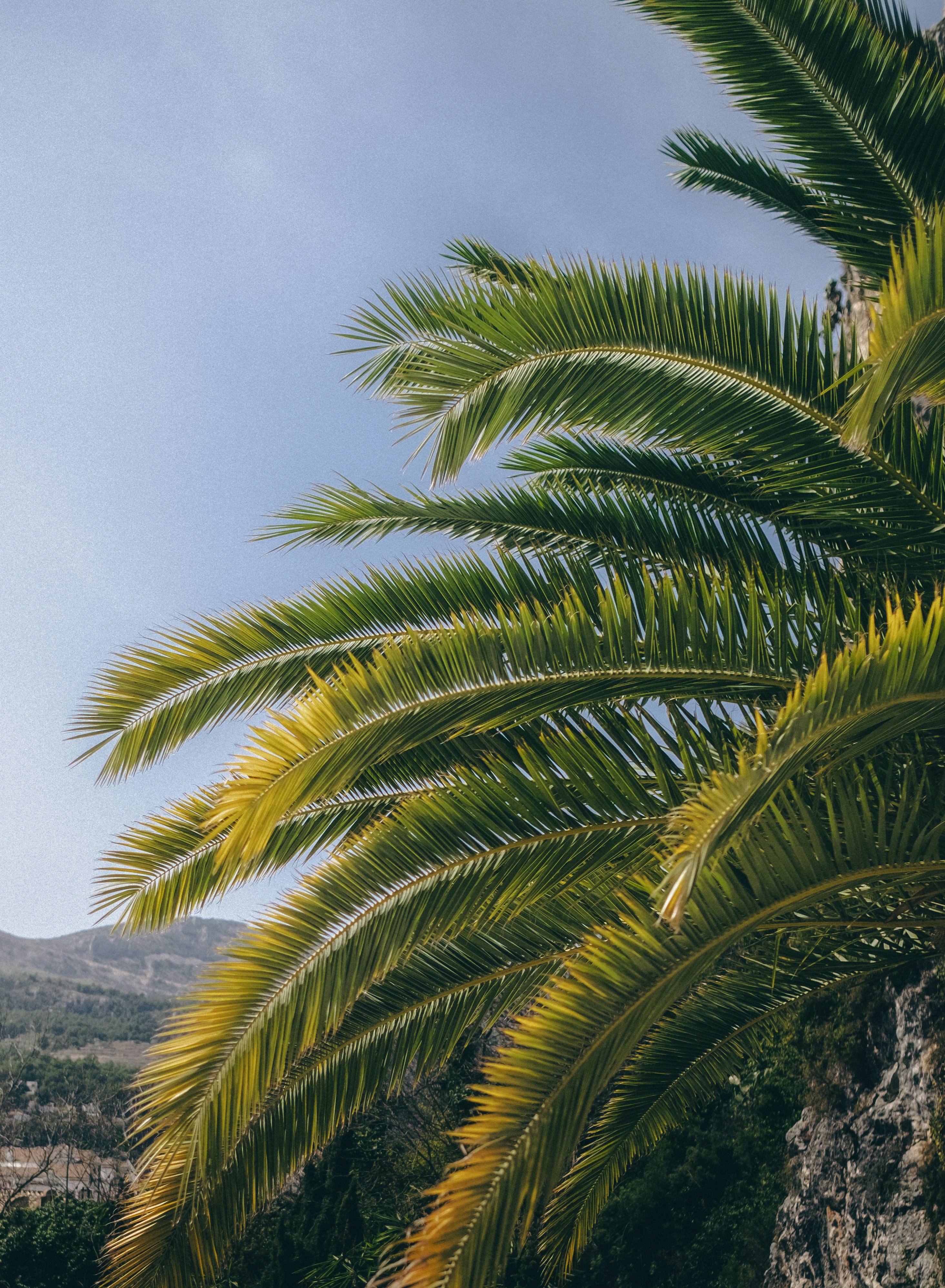 guadalest palmboom