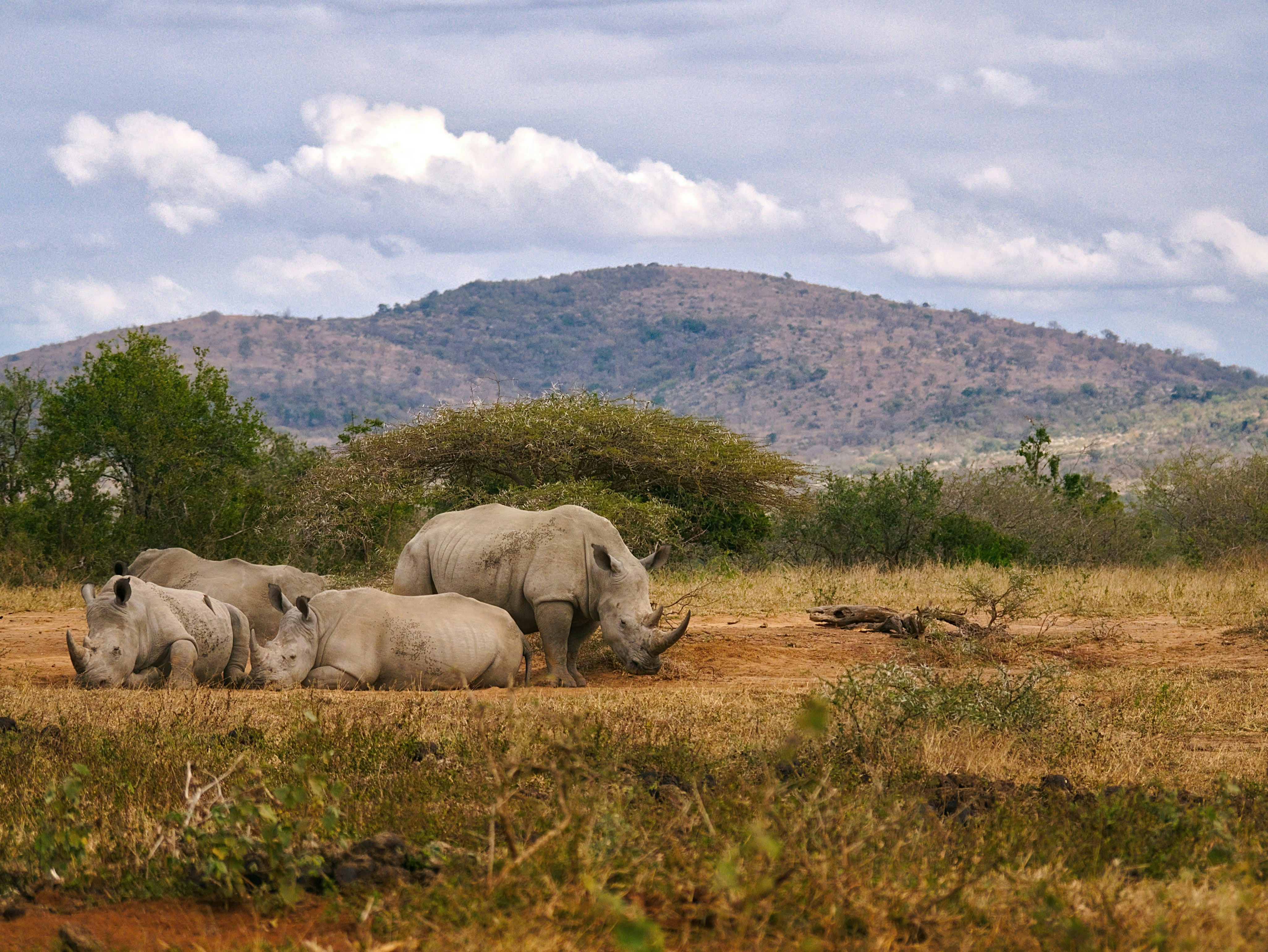 hluhluwe park south africa