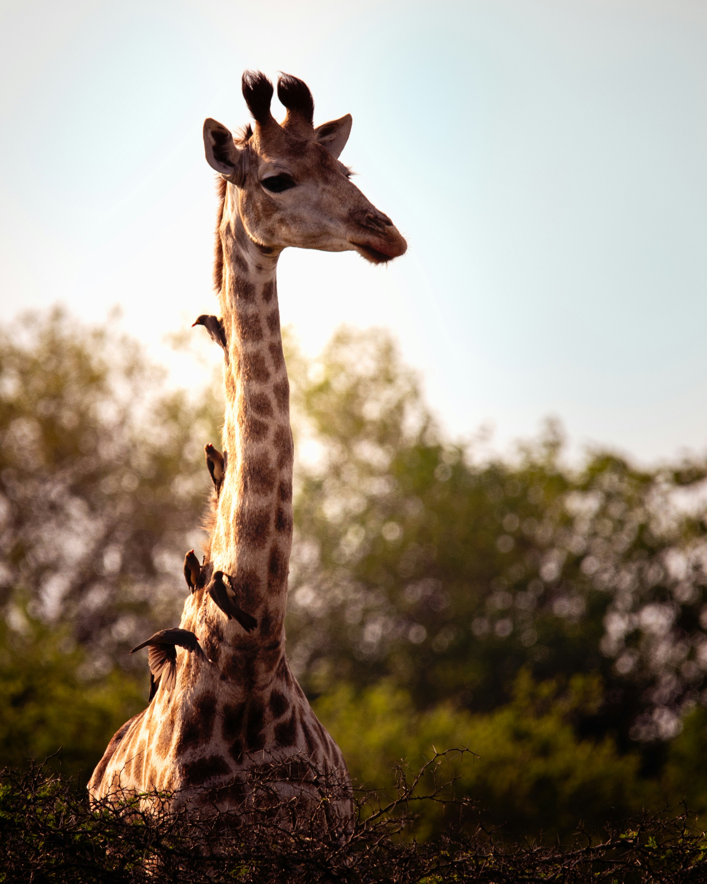 isimangaliso wetland park south africa