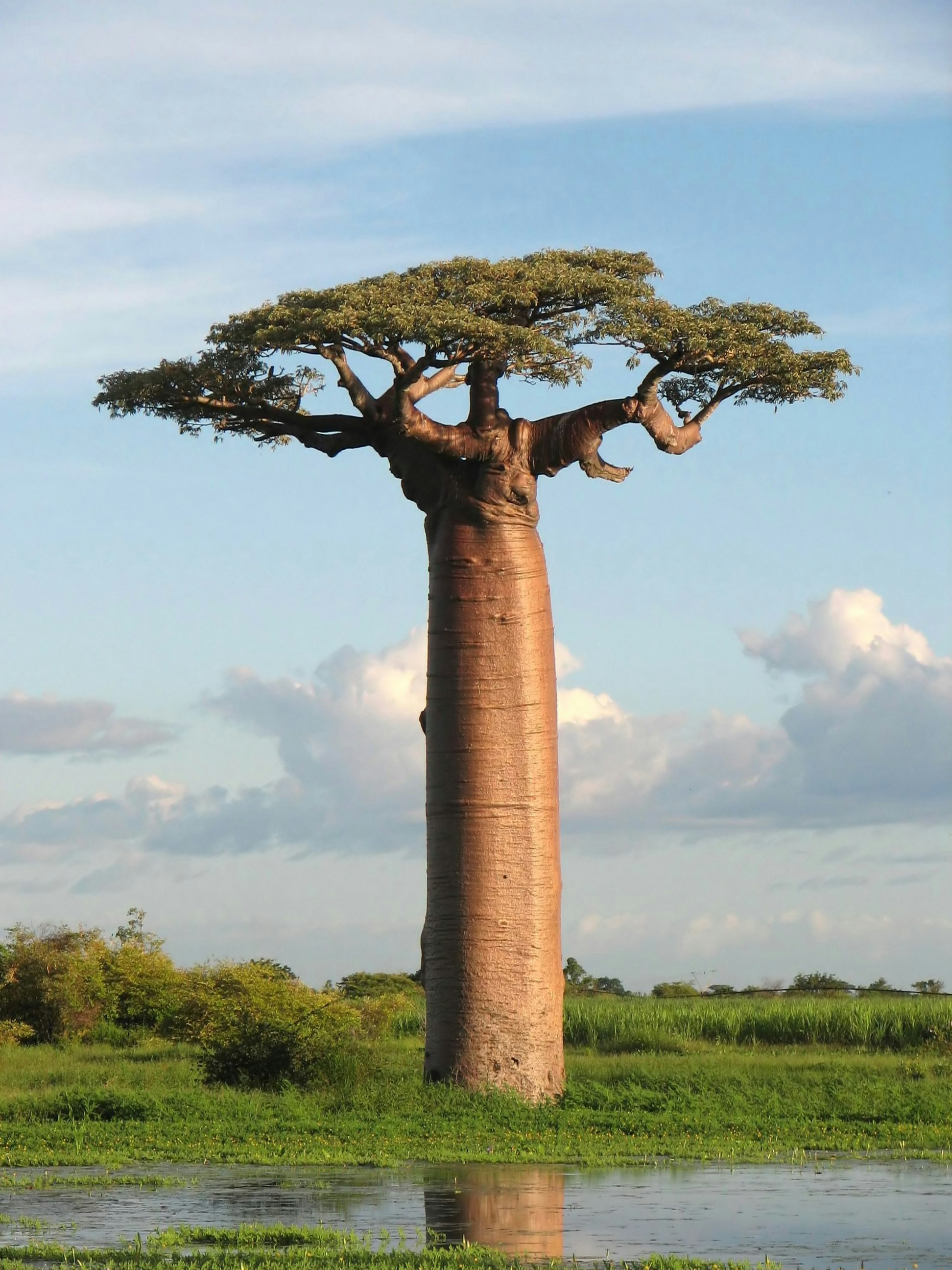 allee des baobabs