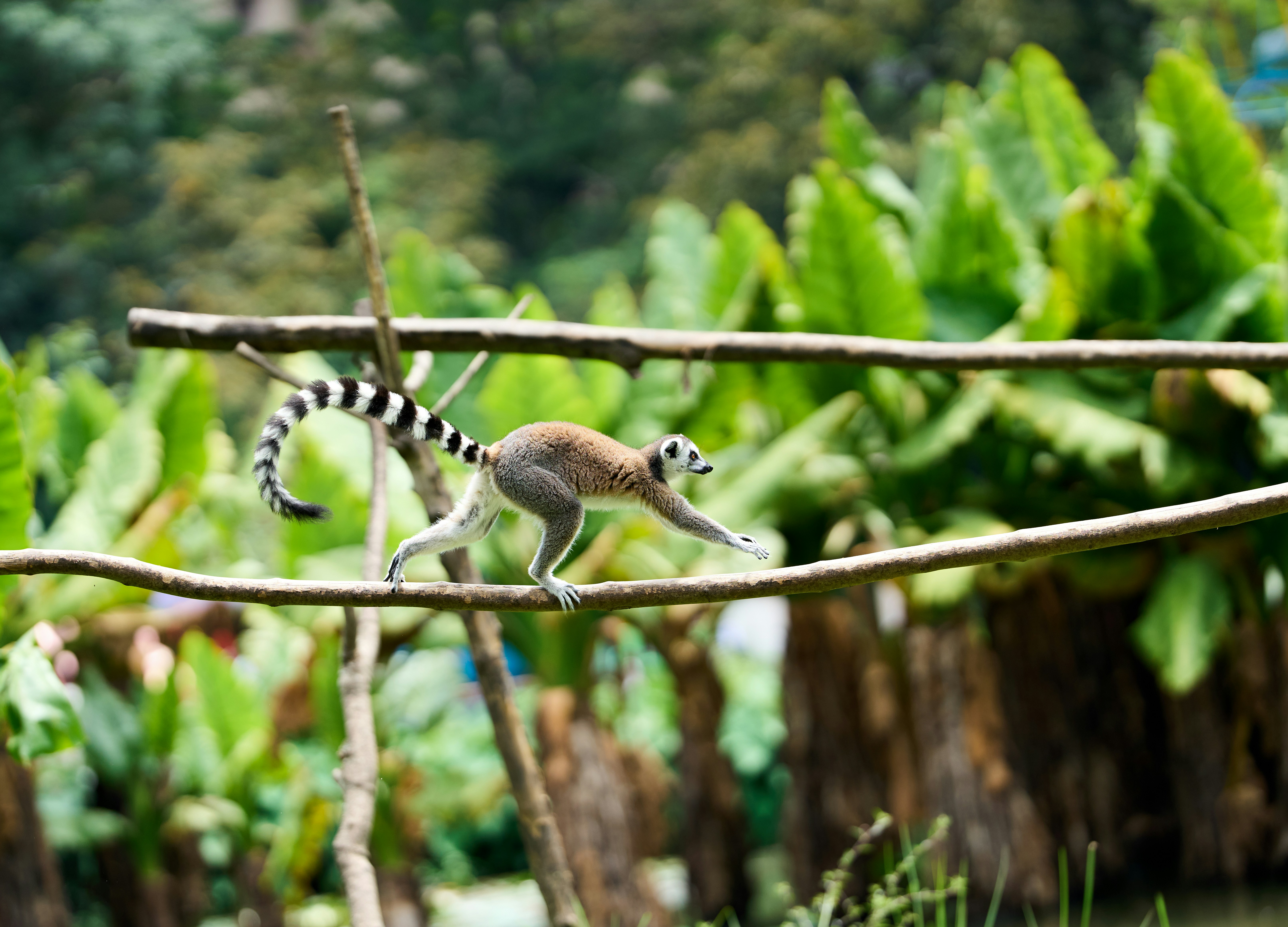 lemuren madagascar