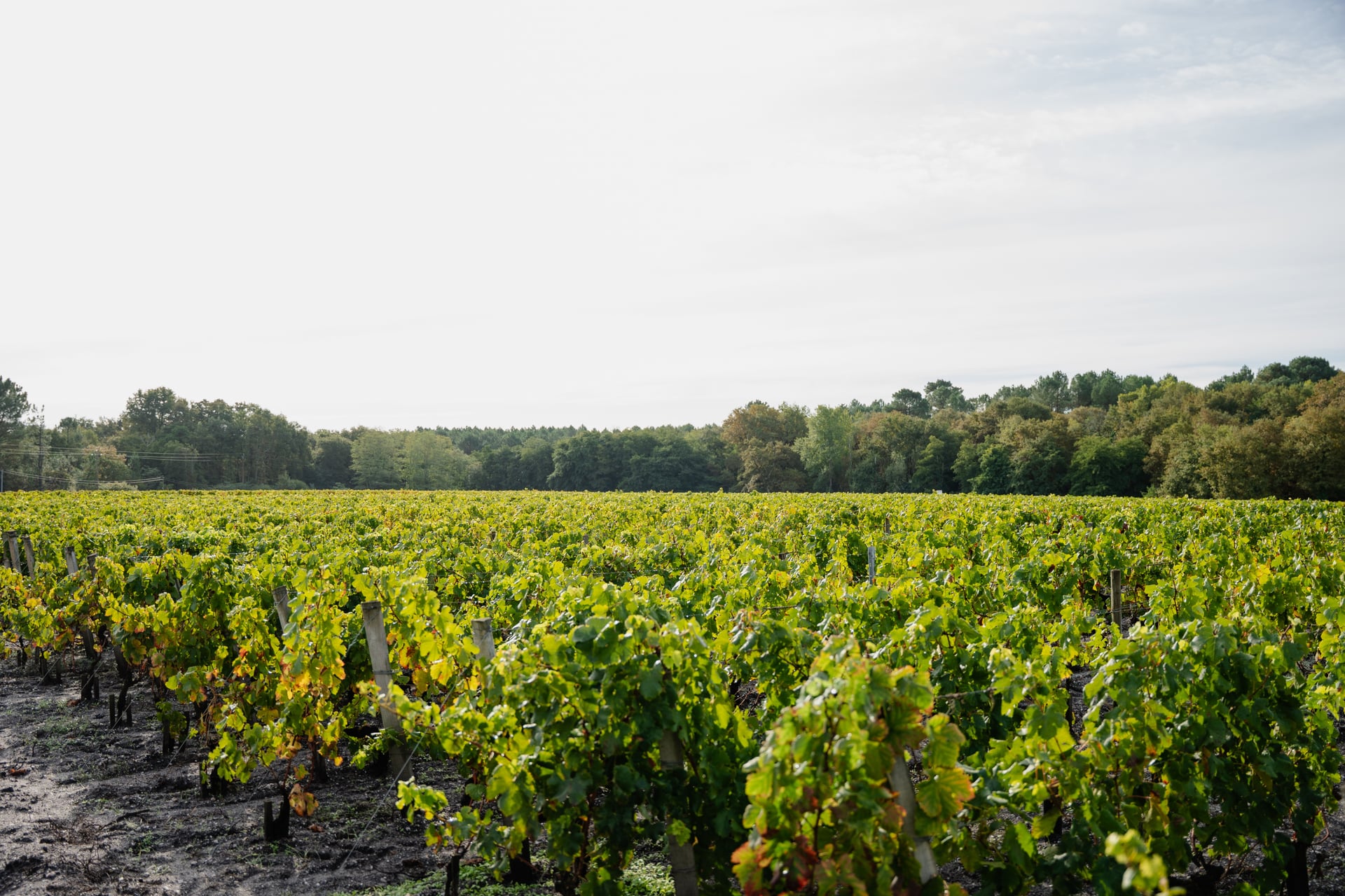 vignes vendanges chateau leognan credit venezance