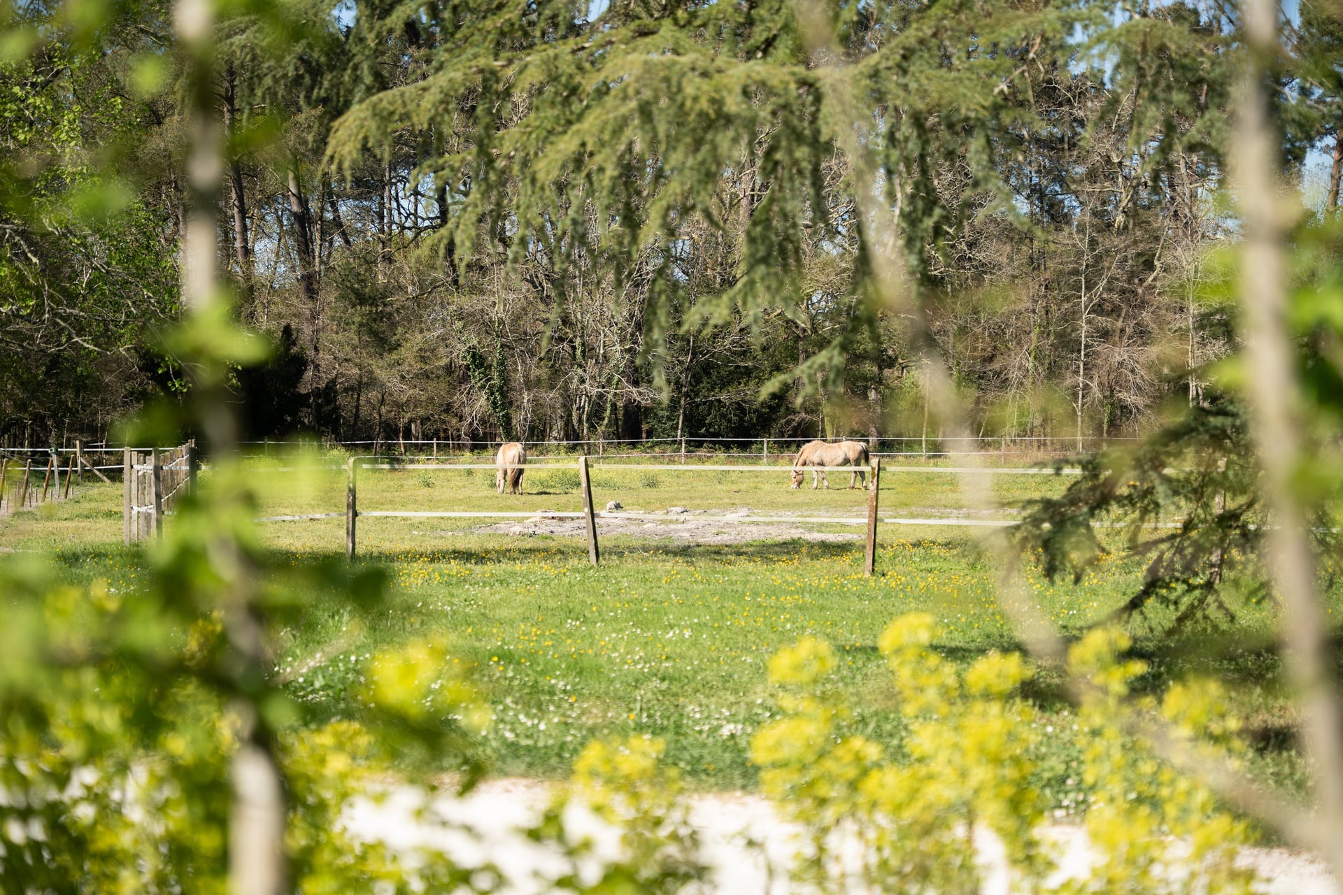 jardins chevaux chateau leognan credit venezance