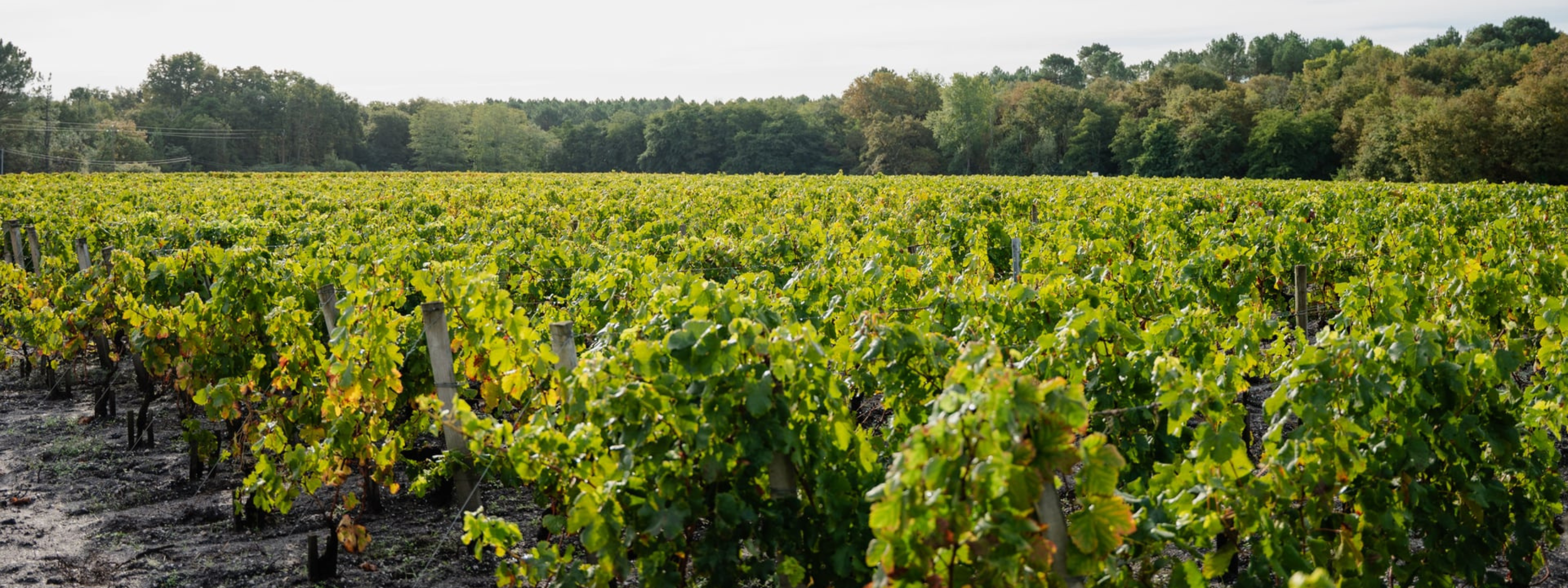 adres chateau de leognan nouvelle aquitaine frankrijk