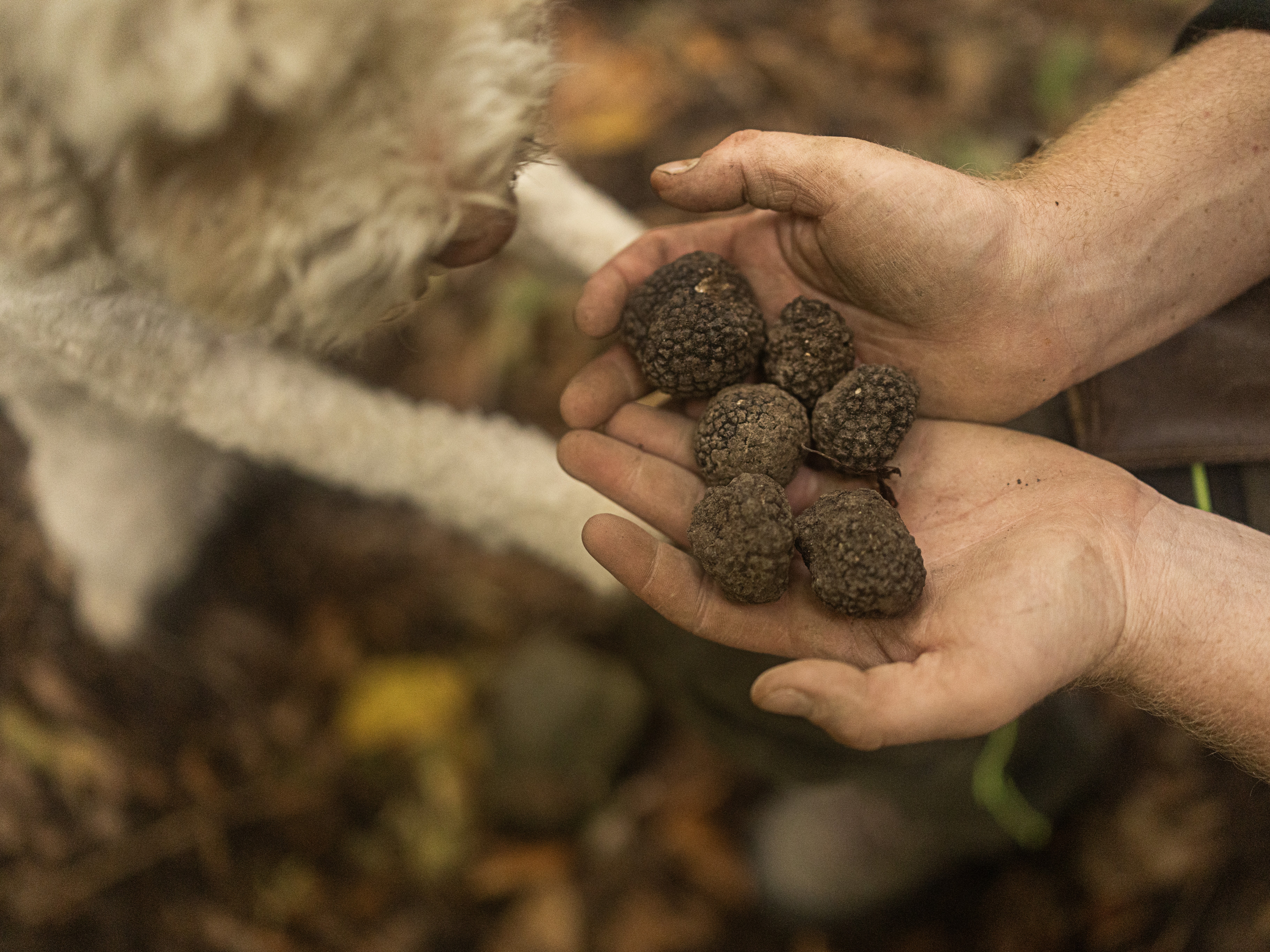 truffle 7