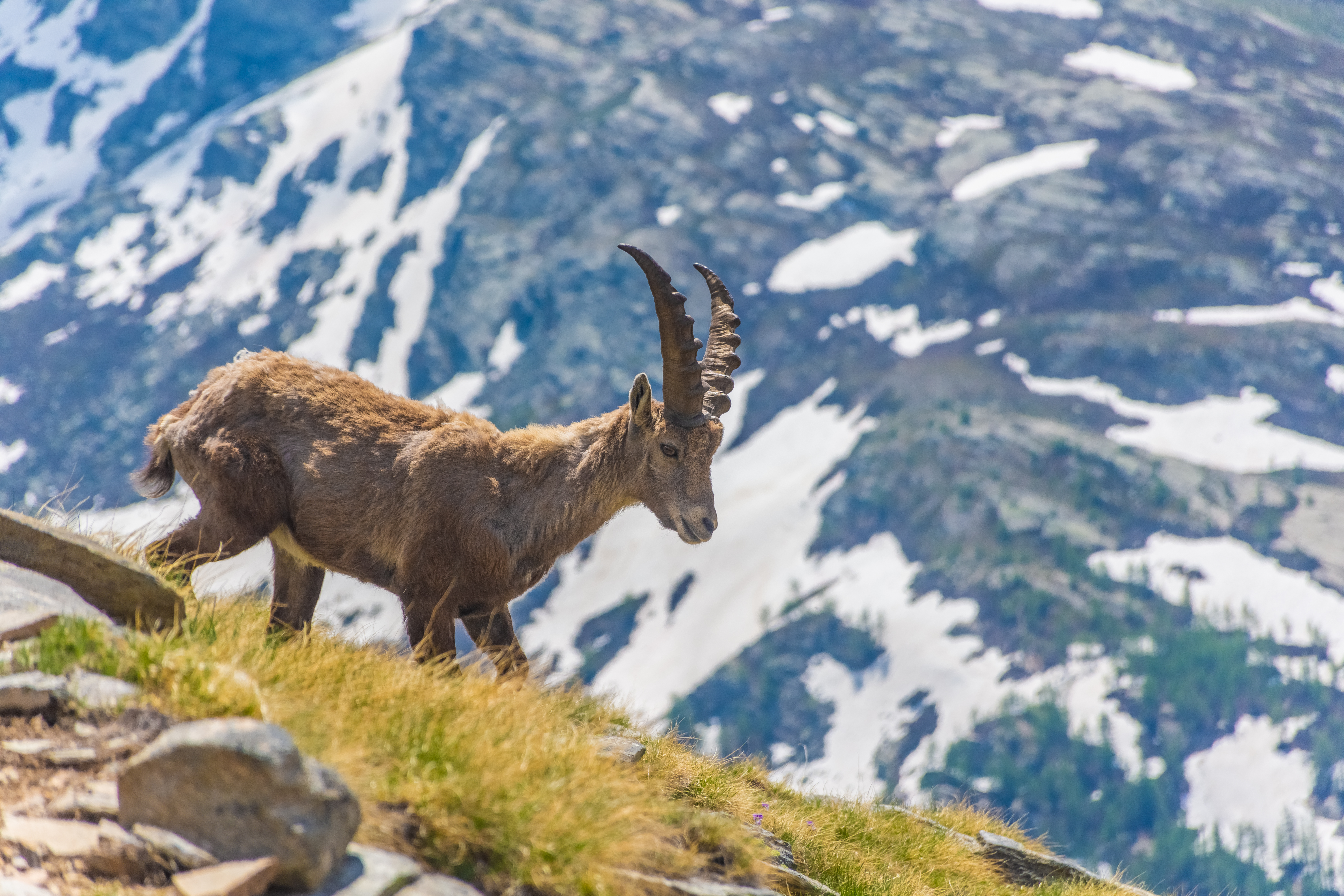 alpine ibex in gran paradiso national park italy