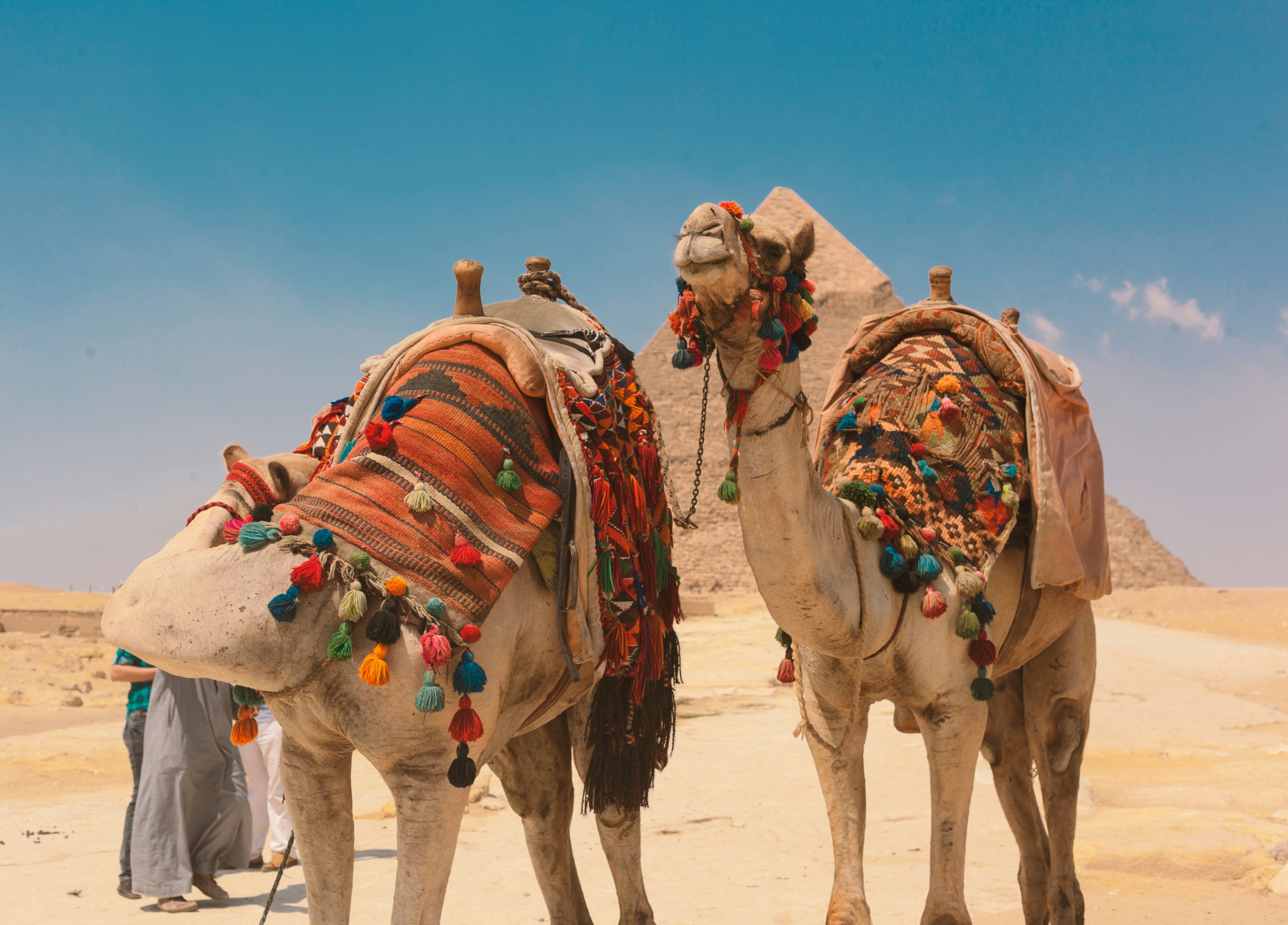 kamelen in cairo