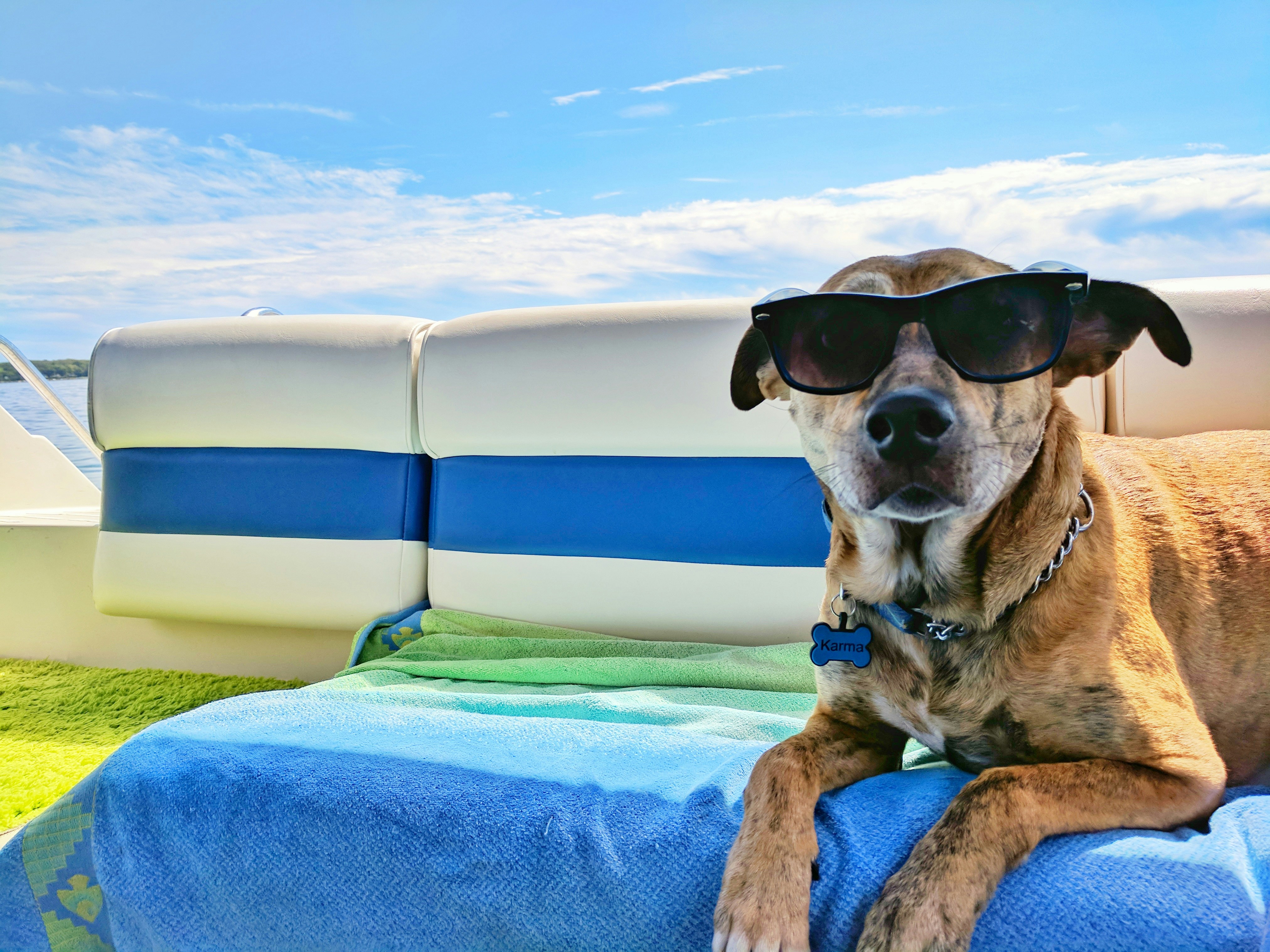 Partir en vacances avec son chien : conseils pour un voyage en toute sérénité
