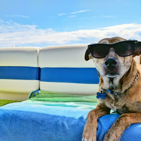 Partir en vacances avec son chien : conseils pour un voyage en toute sérénité