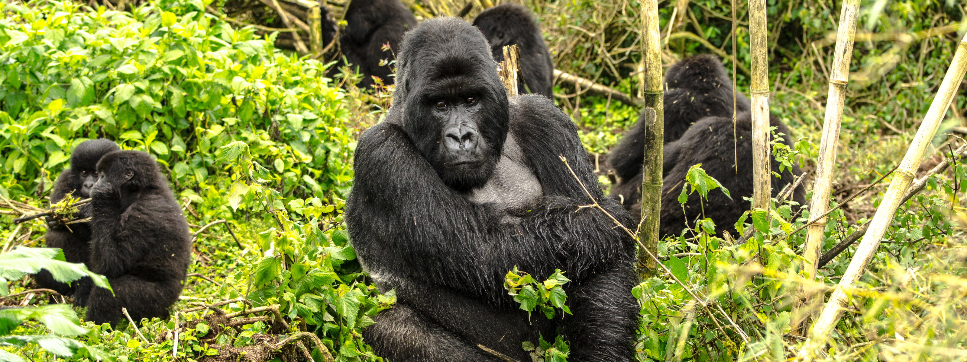 Waarom Rwanda jouw volgende safari-bestemming moet zijn