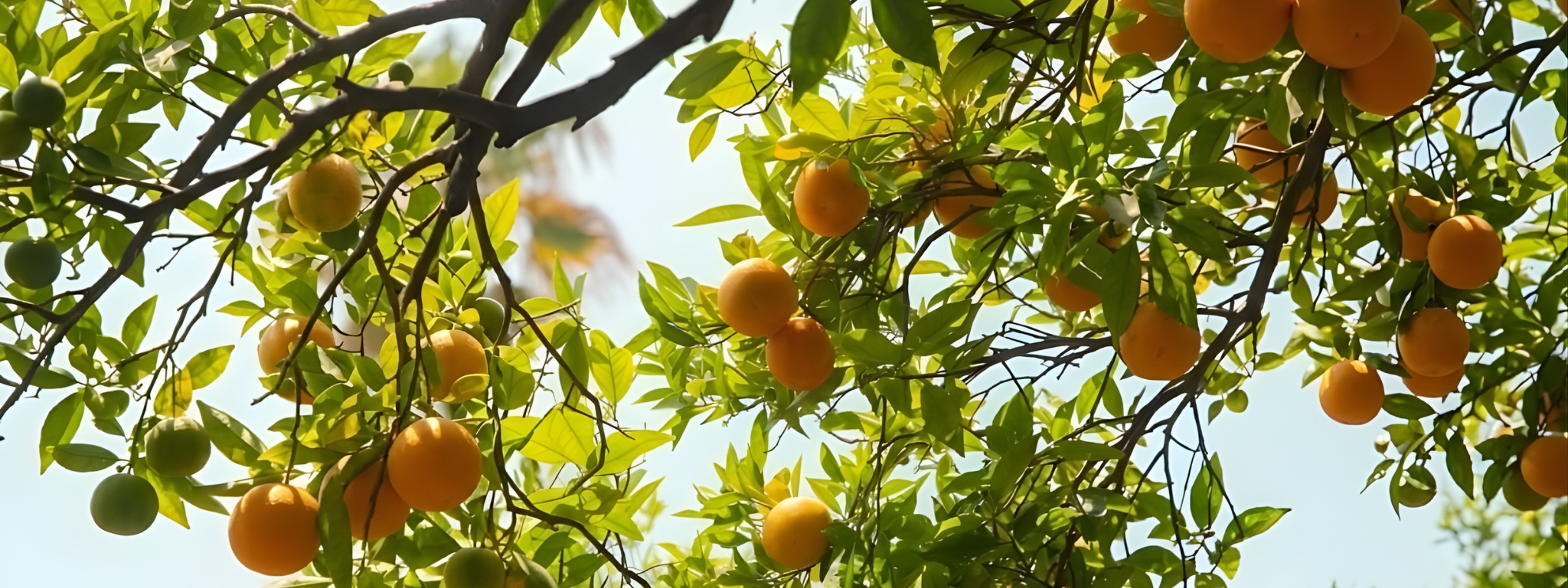Vacances de carnaval 2026 avec Caractère