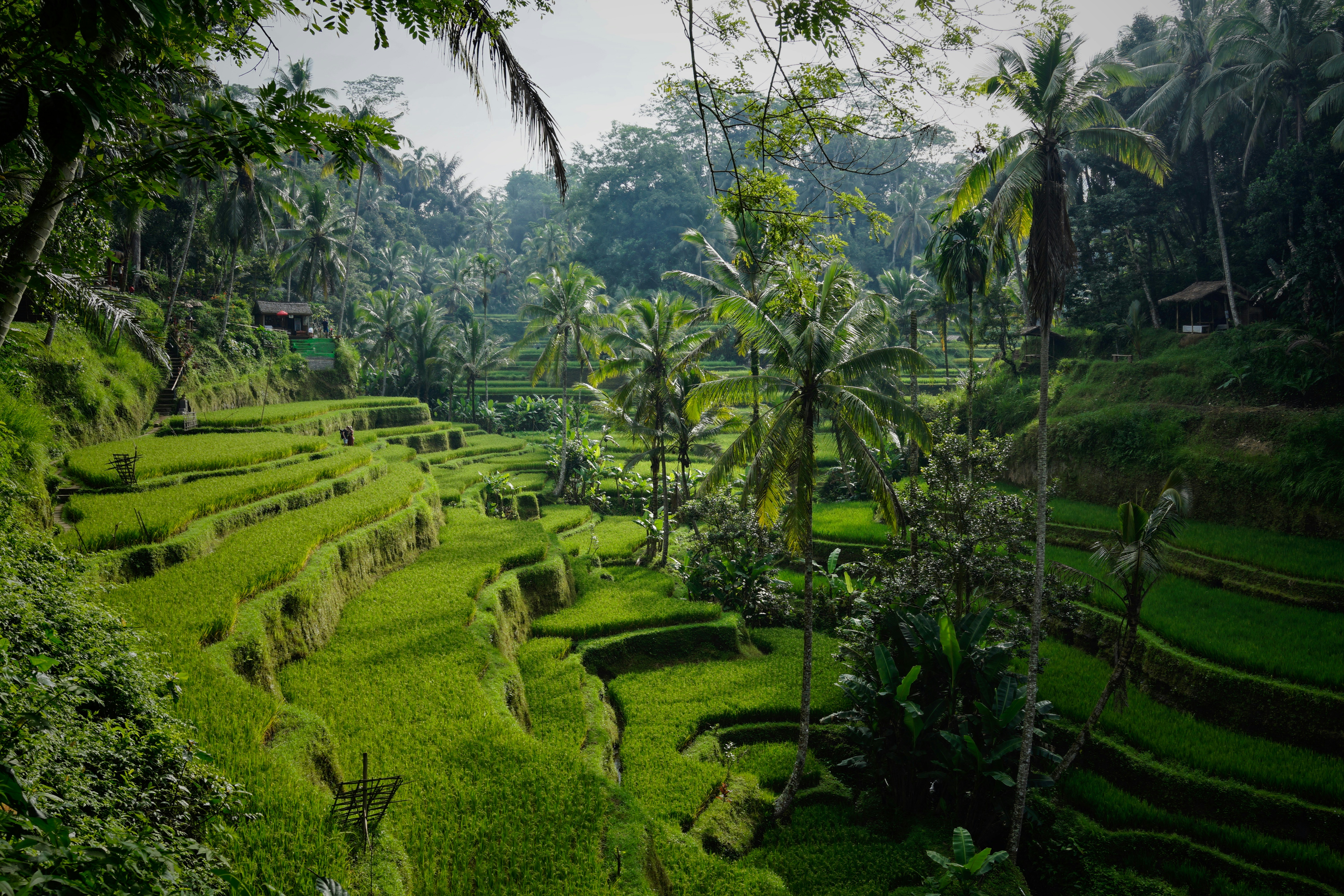 tegelalang rice terraces north of ubud tegelalang bali